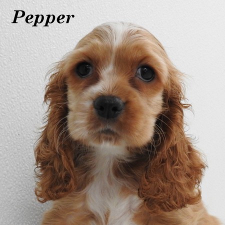 puppy, for, sale, Cocker Spaniel, Joe & Cherri  Overlease, dog, breeder, Miller, MO, dog-breeder, puppy-for-sale, forsale, nearby, find, puppyfind, locator, puppylocator, aca